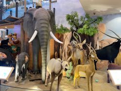 -卡通尼·Safari非洲探索乐园·生日会(金桥国际商业广场店)