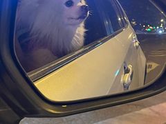 -福懋动物医院·犬猫全科·外科·重症科(杏林分院)