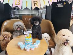 -Oh My Dog宠物沙龙(伊珊娜皮毛护理店)