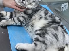 -康乐宝动物医院