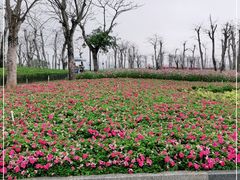 -芒洲湿地公园