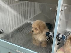 -萌宠之家·腊肠犬·马尔泰·小体犬舍