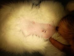 -菲尔斯特宠物医院