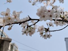 -高东镇樱花园