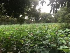 -桃花岛景观公园