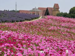 -大塘金香草谷