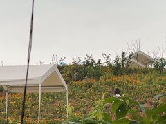 -桃源山庄·水蜜桃采摘·柴火鸡·烧烤团建(龙泉山店)