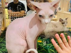 -藏猫猫咖啡主题馆(中央大道店)