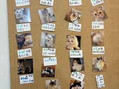 -楼上猫咖(罗湖店)