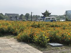-杭州湾海上花田景区