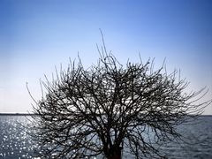 -碧海金沙