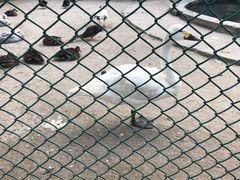 -哈尔滨北方森林动物园