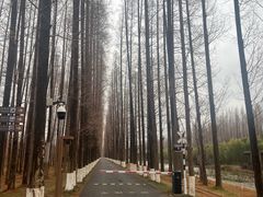 -黄海国家森林公园