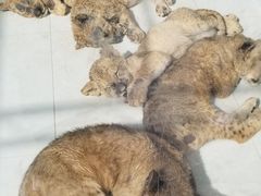 -大连森林动物园