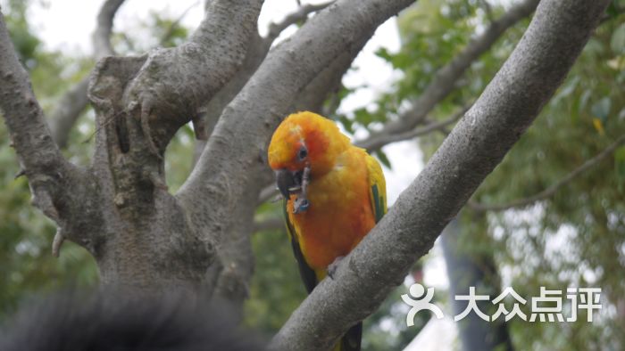 百萬葵園-松鼠館裡面的小鳥圖片-廣州周邊遊-大眾點評網