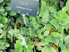 -上海辰山植物园