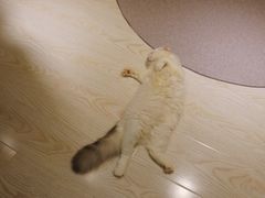 -猫和宫(六道口店)