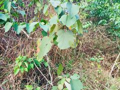 -张钰强中医正骨推拿连锁(唐家人才公寓店)