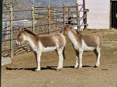 -青藏高原野生动物园