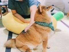 -逗柴咖啡屋·狗咖猫咖宠物桌游