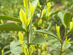 -茉沏(丽丰广场店)