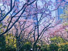 -陆家嘴中心绿地