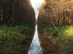 -黄海国家森林公园