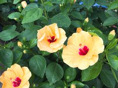 -龙大花卉苗木市场