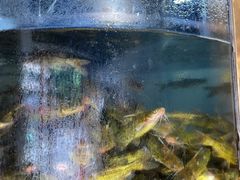 -蜀滋香鲜鱼美蛙火锅(339店)
