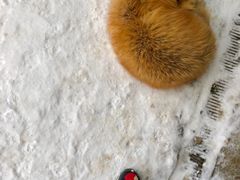 -宫城藏王狐狸村