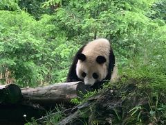 -都江堰中华大熊猫苑