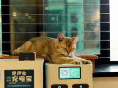 -楼上猫咖(罗湖店)