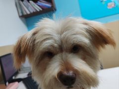 -宠颐生猫科·内科皮肤科(西平世纪城店)