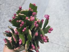 -陇南批发市场