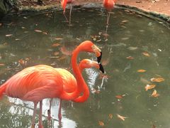 -海南热带野生动植物园
