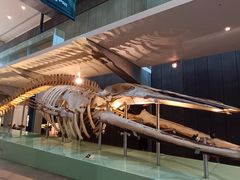 -墨尔本博物馆(Melbourne Museum)