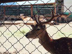 -青藏高原野生动物园