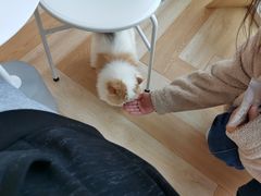 -米宠家·撸猫猫咖小萌宠·猫咪洗澡·猫咪寄养(高新大都荟店)