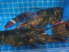 水产区-鑫福隆生鲜超市(沈营大街店)