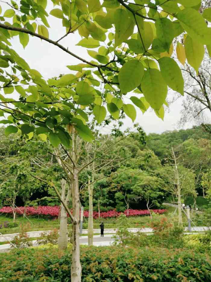 东坑公园经常有公义节日,给村委点赞