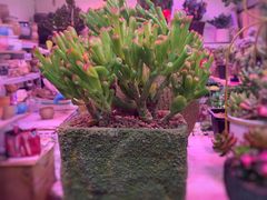 -花鸟鱼虫鲜花绿植市场(玉泉路店)