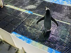 -泉城欧乐堡海洋极地世界