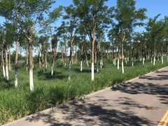 -天津东丽湖风景区