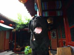 -百好乐宠物友好餐厅(朝外大街店)