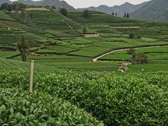 -听风阁农家私房菜茶楼(龙坞店)