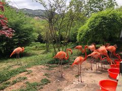 -青岛森林野生动物世界