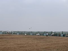 -盐城丹顶鹤湿地生态旅游区