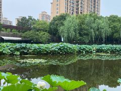 -陈家山荷花公园