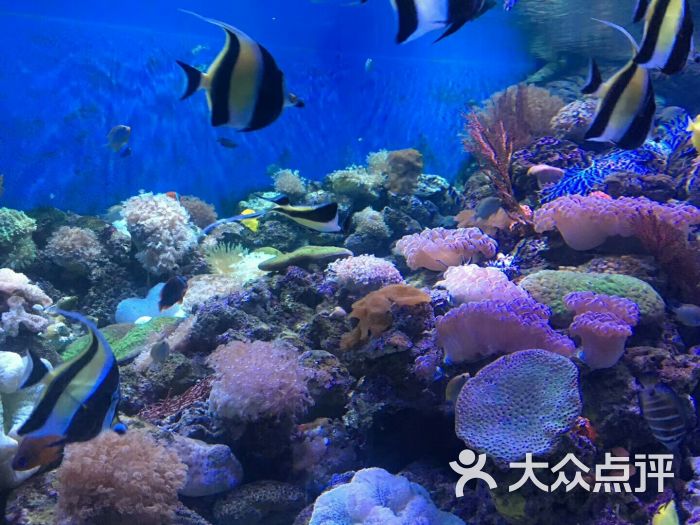 成都海昌极地海洋公园-图片-双流区周边游-大众点评网