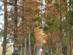 -上海长兴岛郊野公园